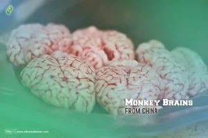 Monkey Brains