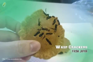 Wasp Crackers