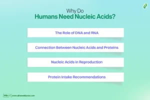 what foods are nucleic acids