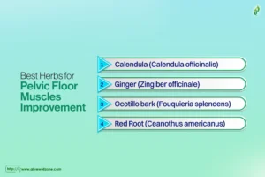 herbs for pelvic floor muscles 