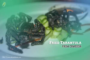 Fried Tarantula