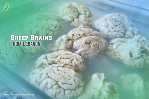 Sheep Brains