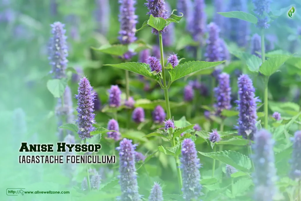Anise Hyssop