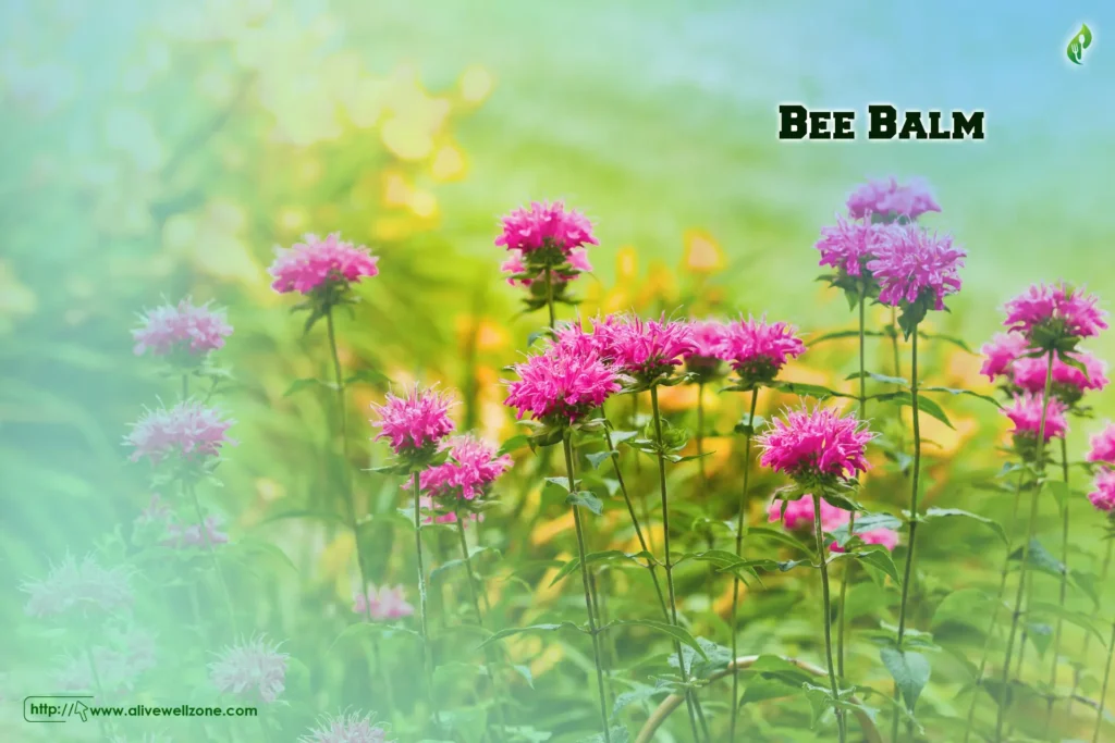 Bee Balm