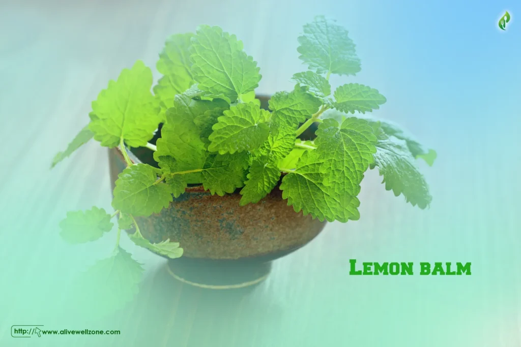 Lemon balm
