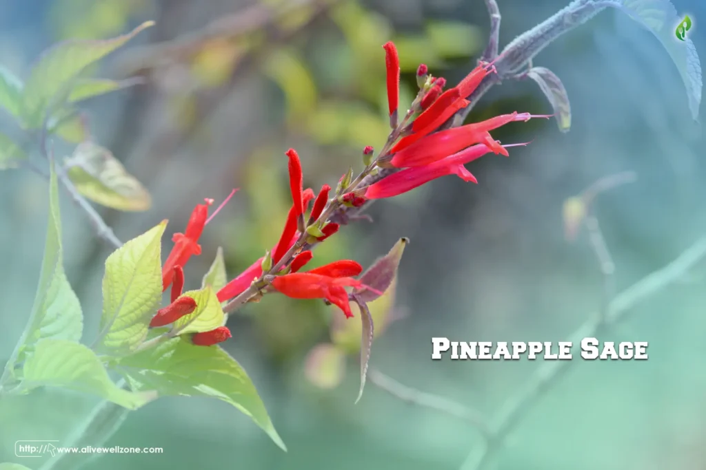 Pineapple Sage